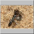 Pompilus cinereus - Wegwespe w54b mit Wolfsspinne - Sandgrube OS-Wallenhorst.jpg